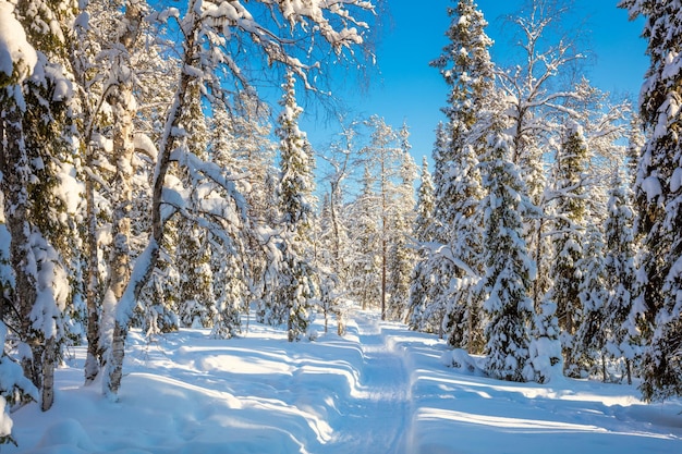 Winter sunny weather in forest with lots of snow and path for walking or skiing winter landscape Finland