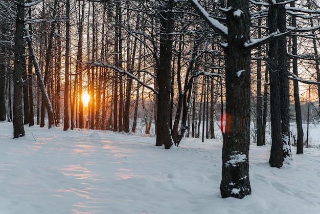 Foto tramonto invernale nella foresta