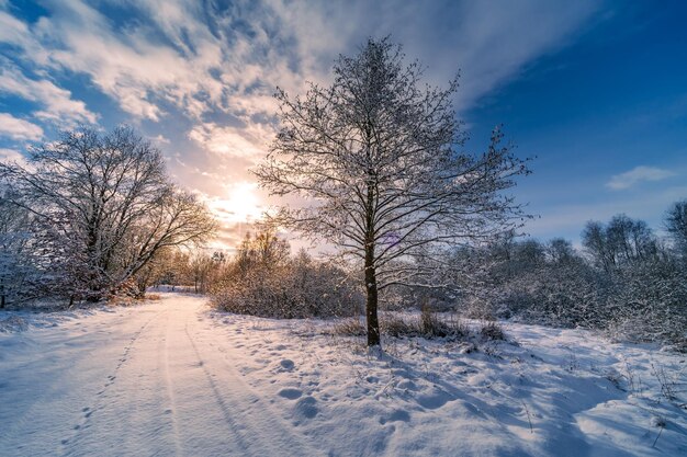 Winter sunset in the forest