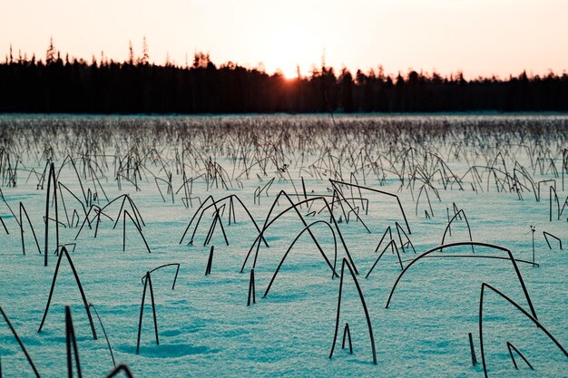 Winter sunset frozen reeds covered with snow on lake and forest far away