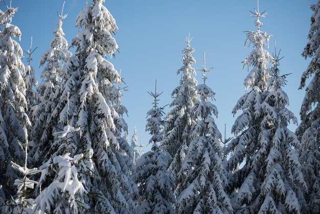 冬の日没、新雪に覆われた松林の背景