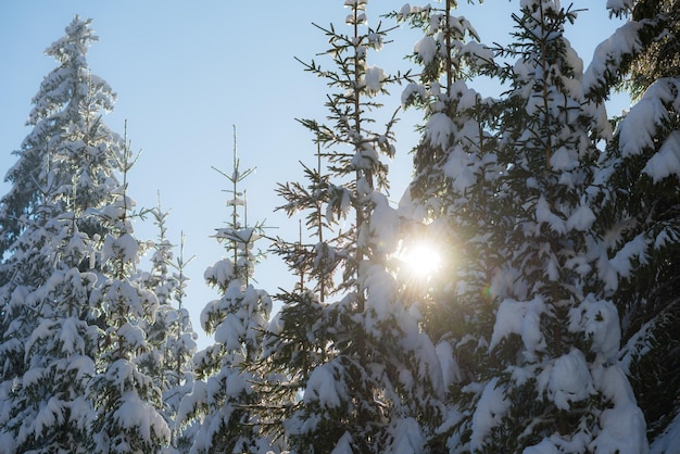 winter sunset, pine tree forest  background  covered with fresh snow