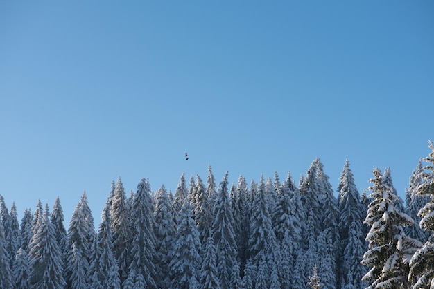 겨울 석양, 신선한 눈으로 덮인 소나무 숲 배경
