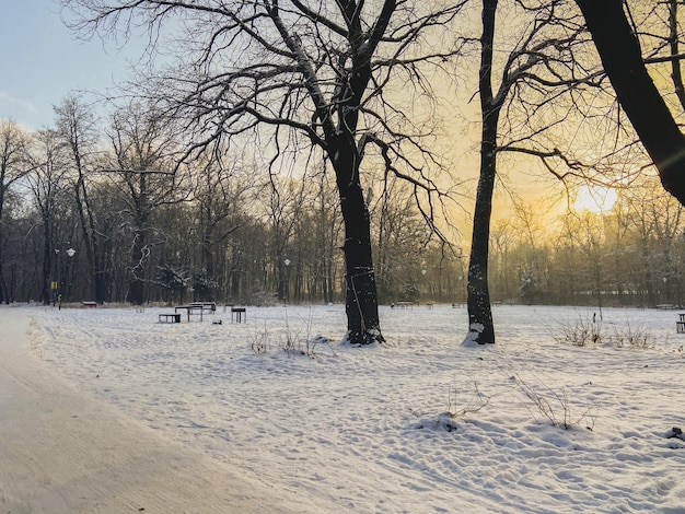 雪に覆われた公園の冬の日没季節と寒さの概念