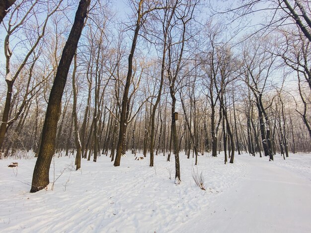 雪に覆われた公園の冬の日没季節と寒さの概念