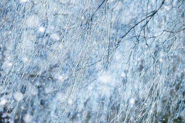 winter takken sombere dag sneeuw achtergrond textuur december natuur sneeuwval in het bos