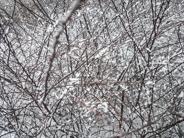 Winter takken van bomen in rijm op muur sneeuw en witte hemel.