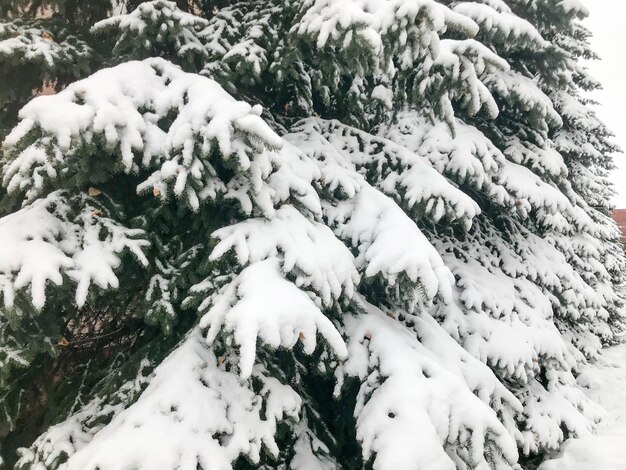 Winter texture with Christmas trees with branches festive covered