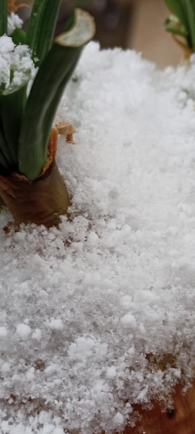 Foto di sfondo della neve naturale a tema invernale