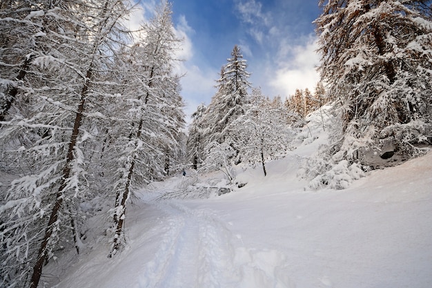 Winter time in the Alps, wood in the snow