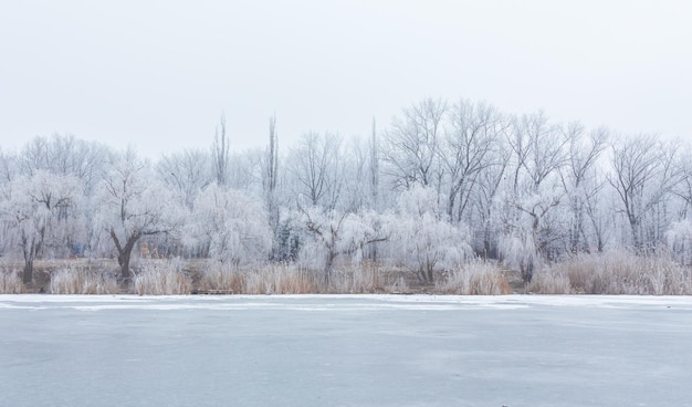 Winter time in forest lake