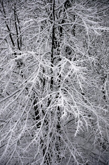 Winter time in the park