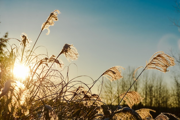 Winter time sunset shine through dried grass