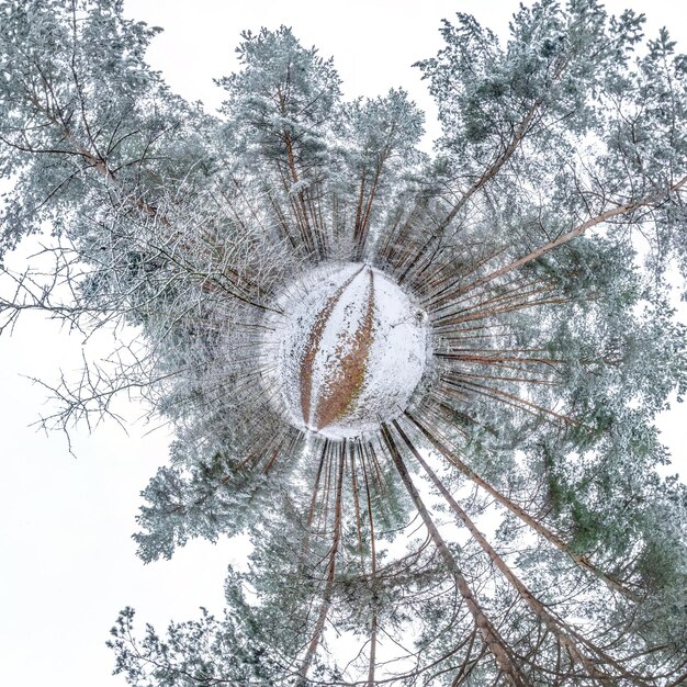 雪に覆われた冬の小さな惑星球形のパノラマの松林の変形360度森の球形の抽象的な空中写真宇宙の曲率