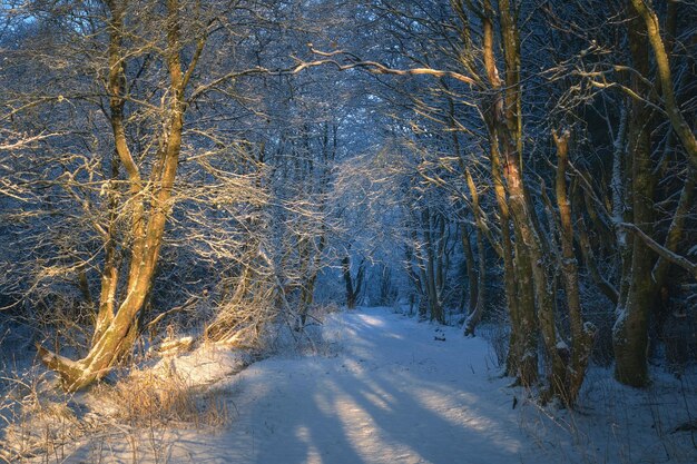 Фото Зимняя тропа, окруженная заснеженными деревьями в парке западный лотиан шотландия