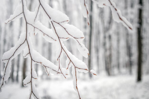 Sfondo albero d'inverno