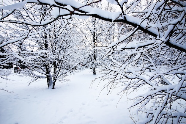 雪の下で裸の冬の木