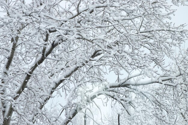 Зимой ветки деревьев покрыты толстым слоем выпавшего снега. Вид из окна.