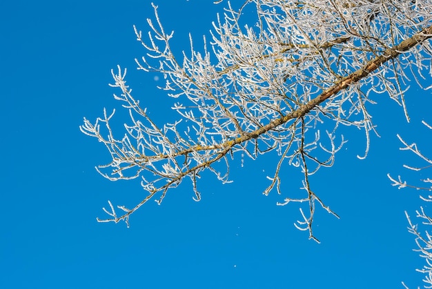 Winter tree branches in the snow against the blue skywinter atmosphere