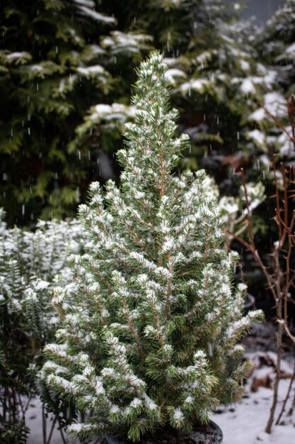 写真 雪に覆われた冬の木