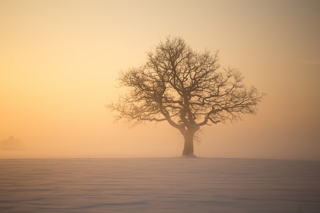 Фото Зимнее дерево в тумане на рассвете.
