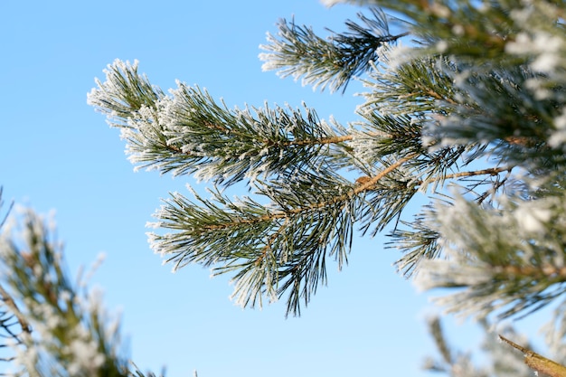 Photo winter tree landscape