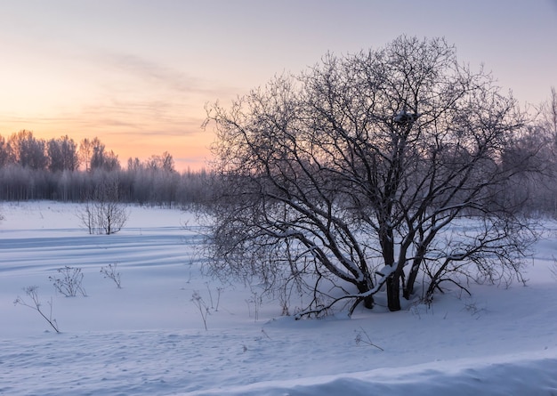 The winter tree on the plain at dawn