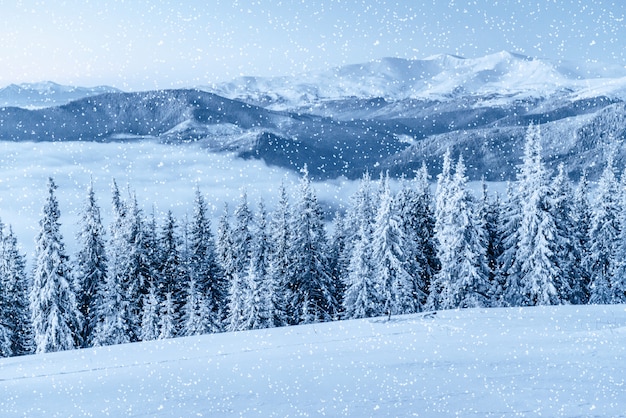 Winter tree in snow. Carpathian, Ukraine, Europe. Bokeh light ef