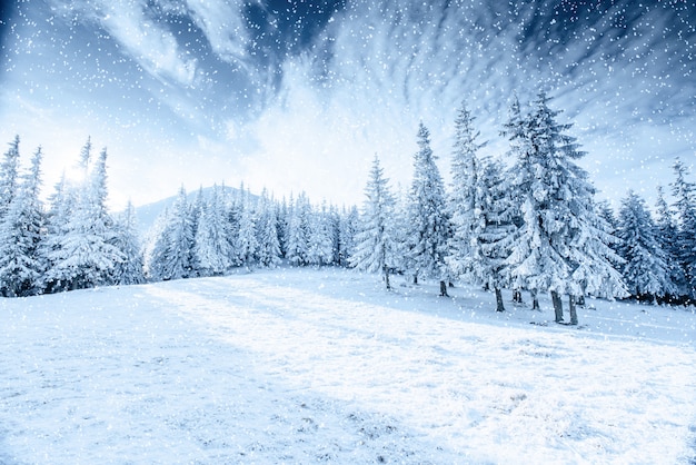 Foto albero d'inverno nella neve. carpazi, ucraina, europa. bokeh luce ef