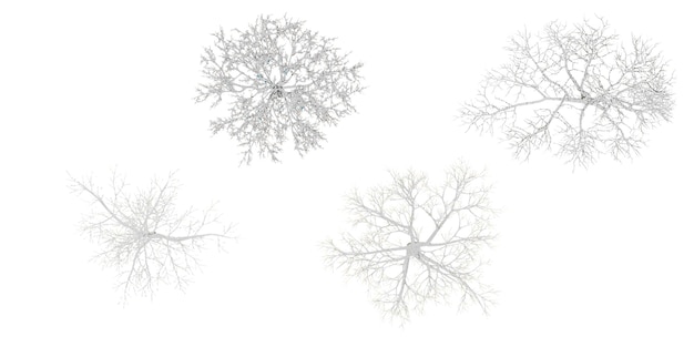 上から見た白い背景に隔離された雪の上にある冬の木