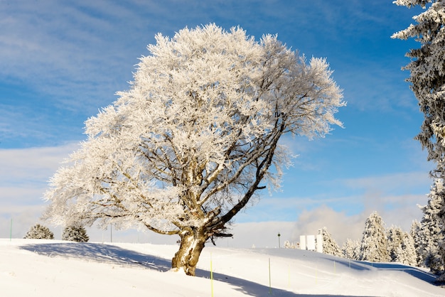 Winter tree in snow in winter