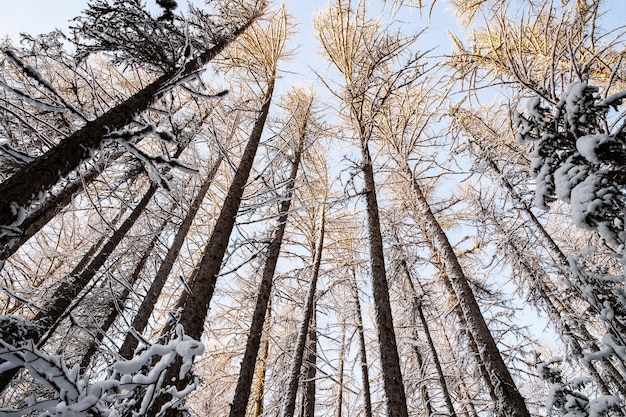 Winter tree tops viewed looking up at sunset bottom view trees blue sky trunks of larches forest abs...