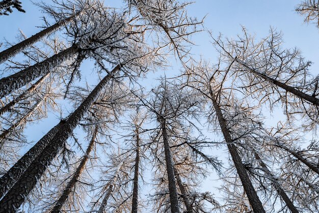 Winter tree tops viewed looking up at sunset bottom view trees blue sky trunks of larches forest abs...