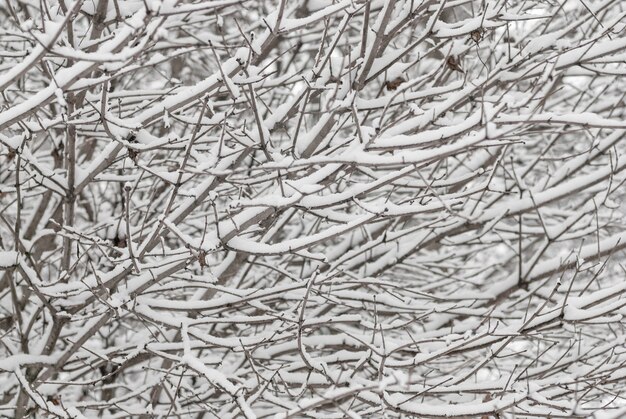 枝に雪、白い季節の背景と冬の木