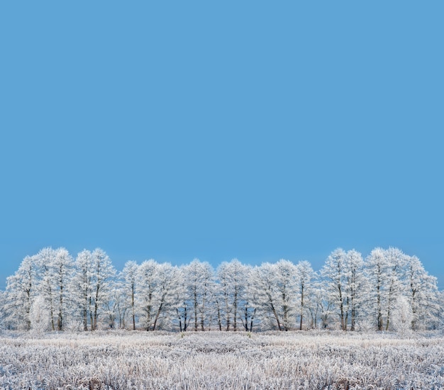 Winter trees background