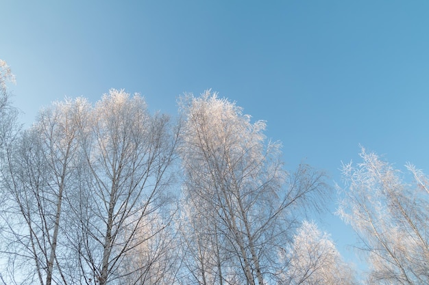 雪に覆われた冬の木