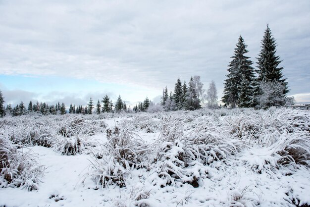 Winter trees covered with hoarfrost rime and snow