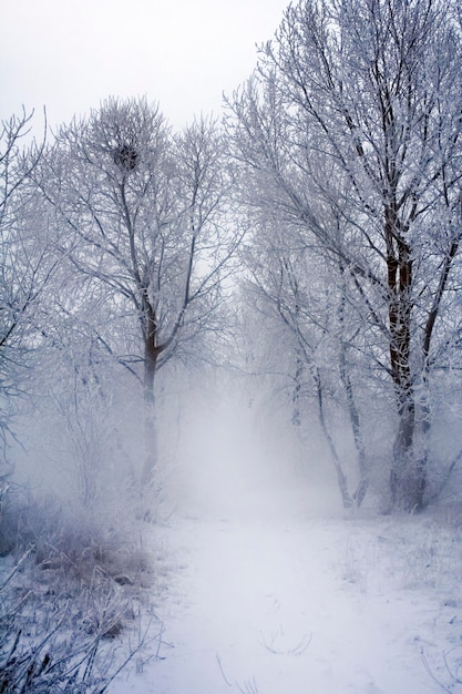 Winter trees in frost and fog