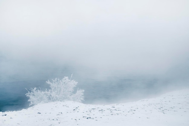 Winter trees in frost and fog