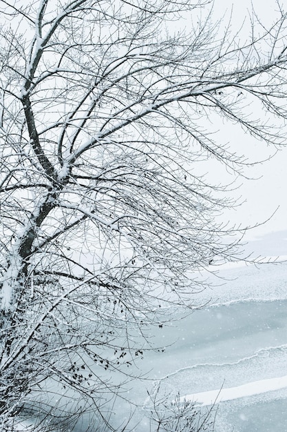 川の近くの大雪の冬の木。