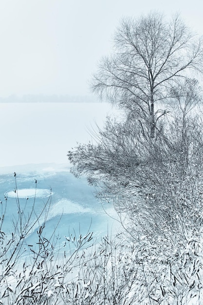 Winter trees in heavy snow near the river.