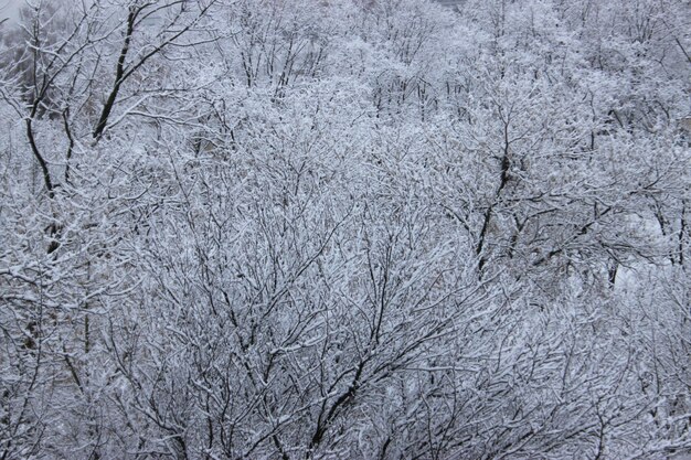 写真 白い雪の中の冬の木