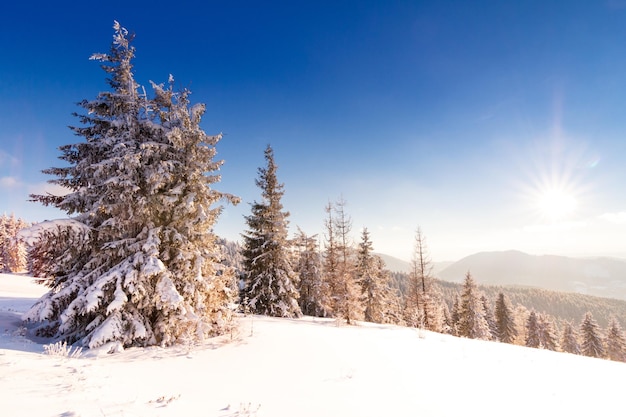 Winter trees in mountains covered with fresh snow