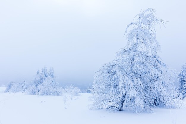 Winter trees in mountains covered with fresh snow