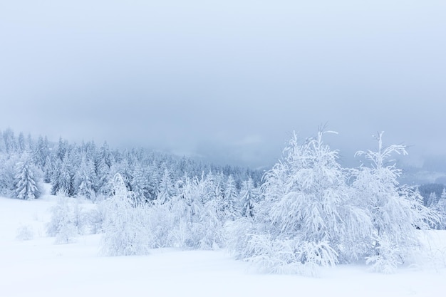 Winter trees in mountains covered with fresh snow