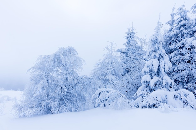 Зимние деревья в горах покрыты свежим снегом