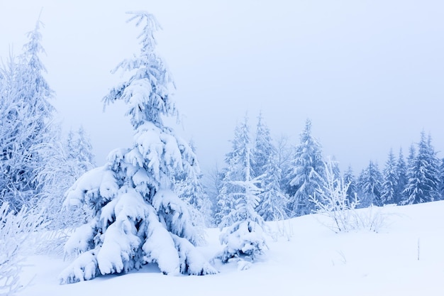 Winter trees in mountains covered with fresh snow