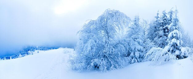 Winter trees in mountains covered with fresh snow