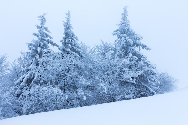 Winter trees in mountains covered with fresh snow