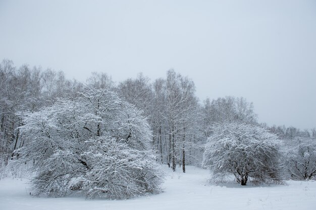 러시아 오브닌스크의 눈 덮인 겨울 나무